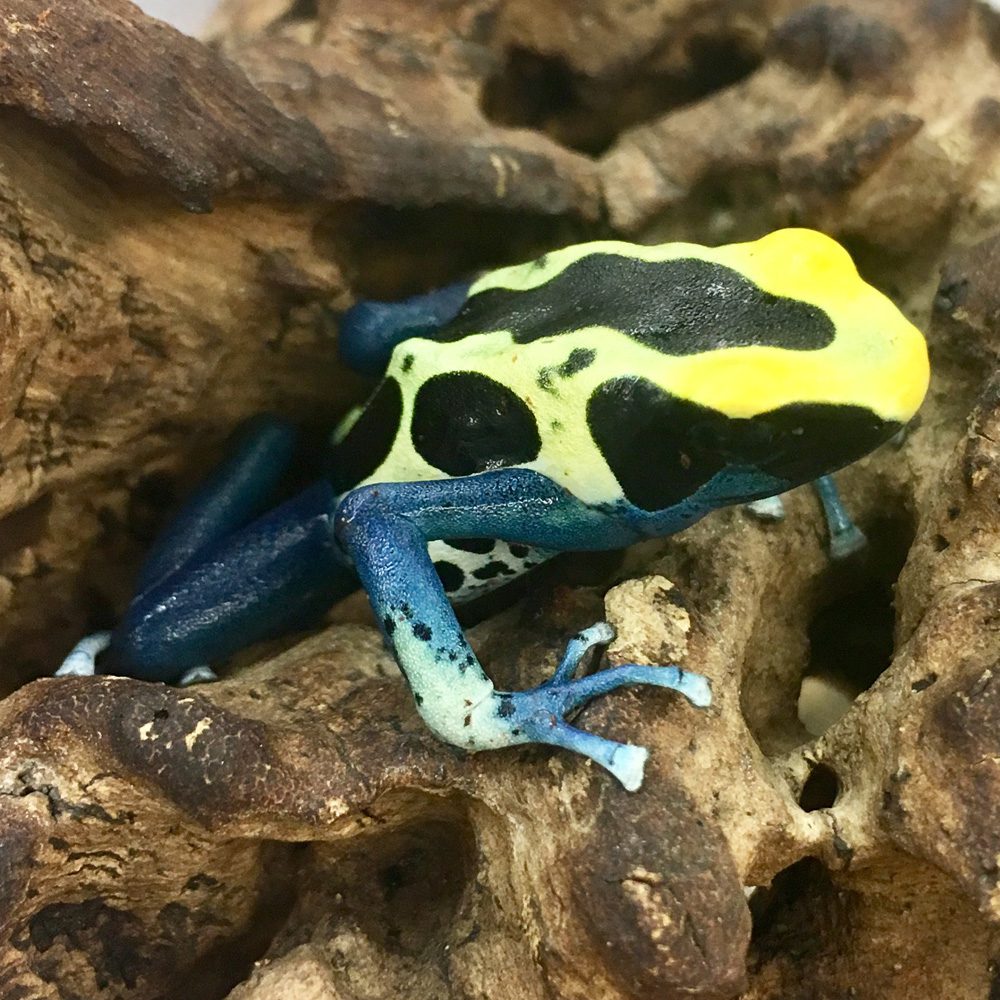 CB Dyeing Poison Arrow Frog 