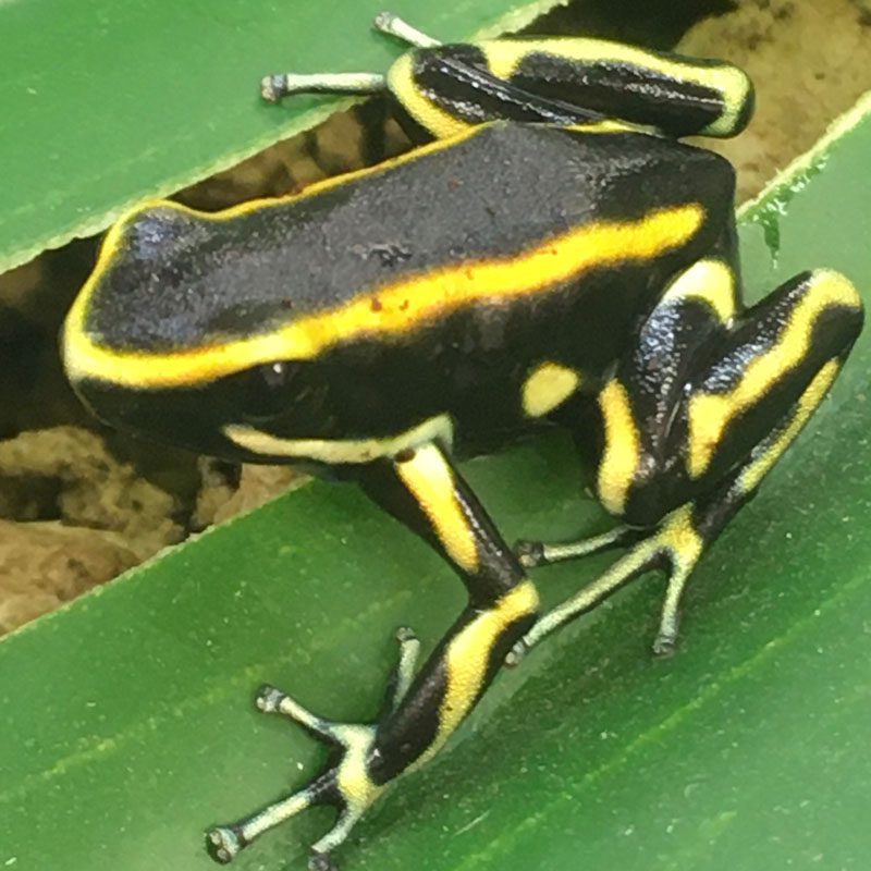 CB Yellow Striped Poison Arrow Frog