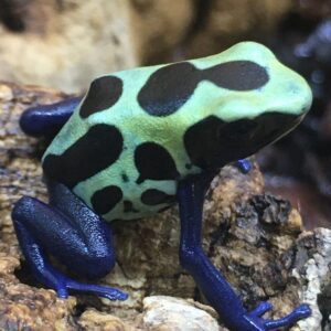 CB Dyeing Poison Arrow Frog "SIPALIWINI BLUE"