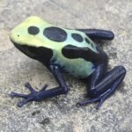 CB Dying Poison Arrow Frog "ROBERTUS