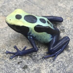 CB Dying Poison Arrow Frog "ROBERTUS