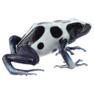 CB Dying Poison Arrow Frog "OYAPOK"