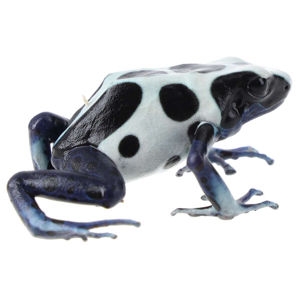 CB Dying Poison Arrow Frog 