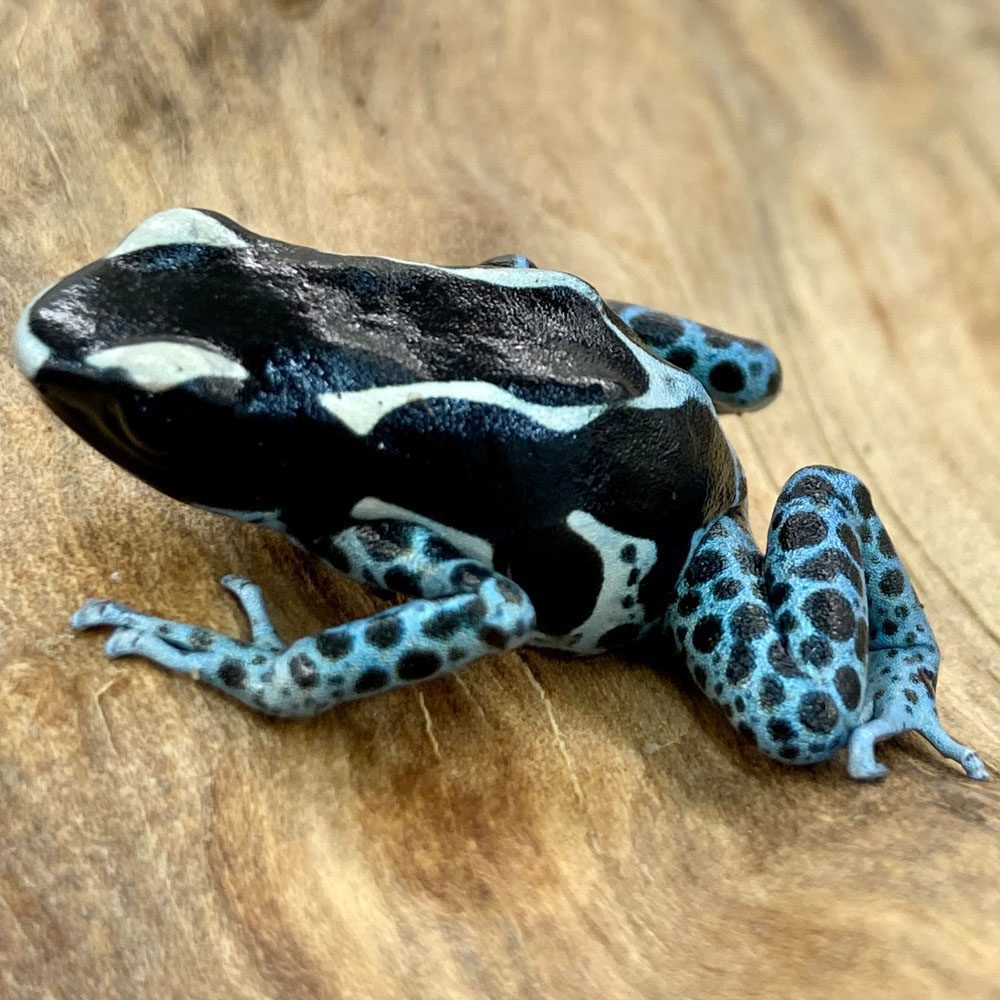 CB Dying Poison Arrow Frog "POWDER BLUE"