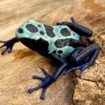 CB Dyeing Poison Arrow Frog "SIPALIWINI GREEN"