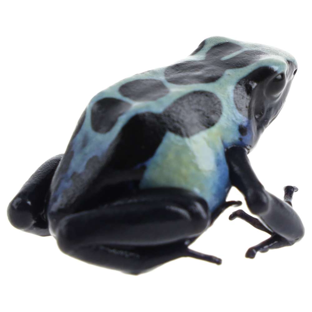 CB Dyeing Poison Arrow Frog 