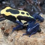 CB Dying Poison Arrow Frog "NOMINANT"