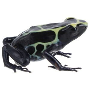 CB Dying Poison Arrow Frog "NOMINANT"