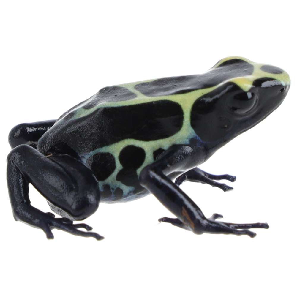 CB Dying Poison Arrow Frog 