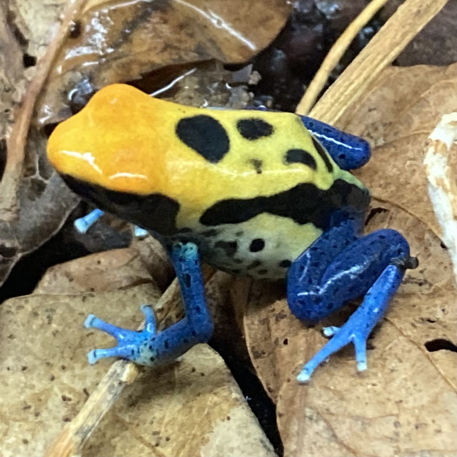 CB Dying Poison Arrow Frog 