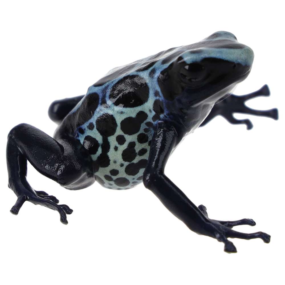 CB Dying Poison Arrow Frog 