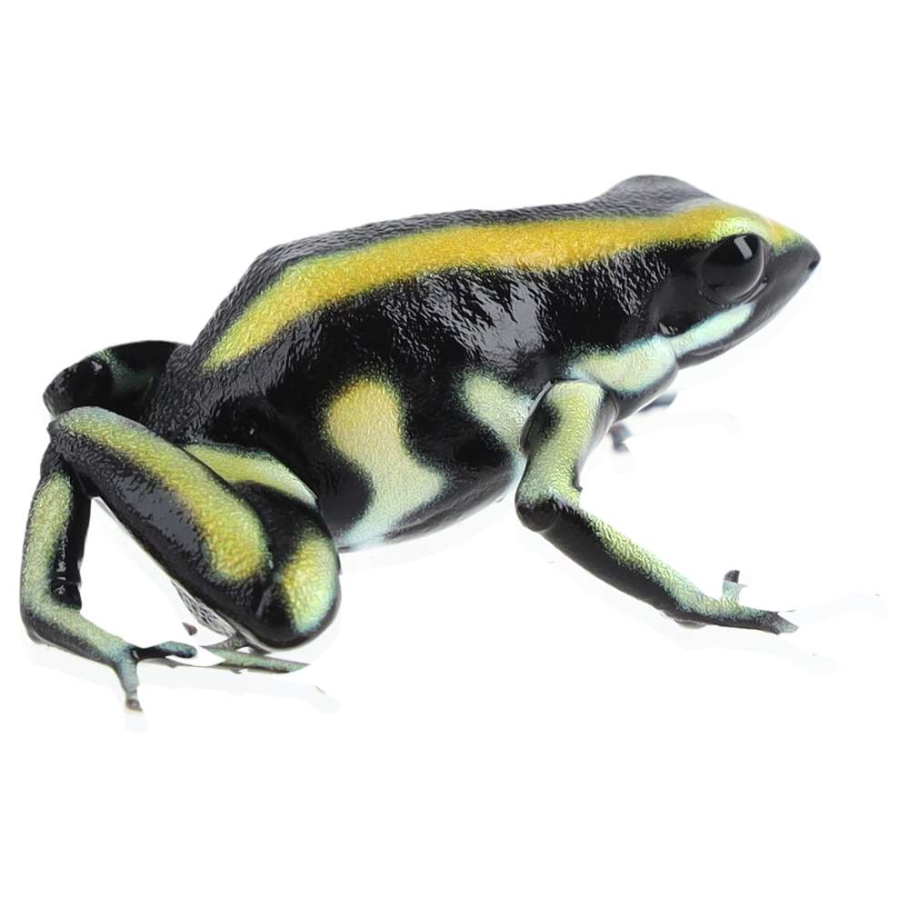 CB Yellow Striped Poison Arrow Frog
