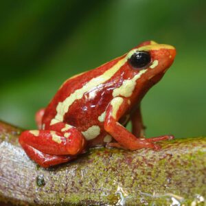 CB Phantasmal Poison Arrow frog