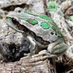 CB Riobamba Marsupial Frog - PB