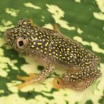 CB Starry Night Reed Frog