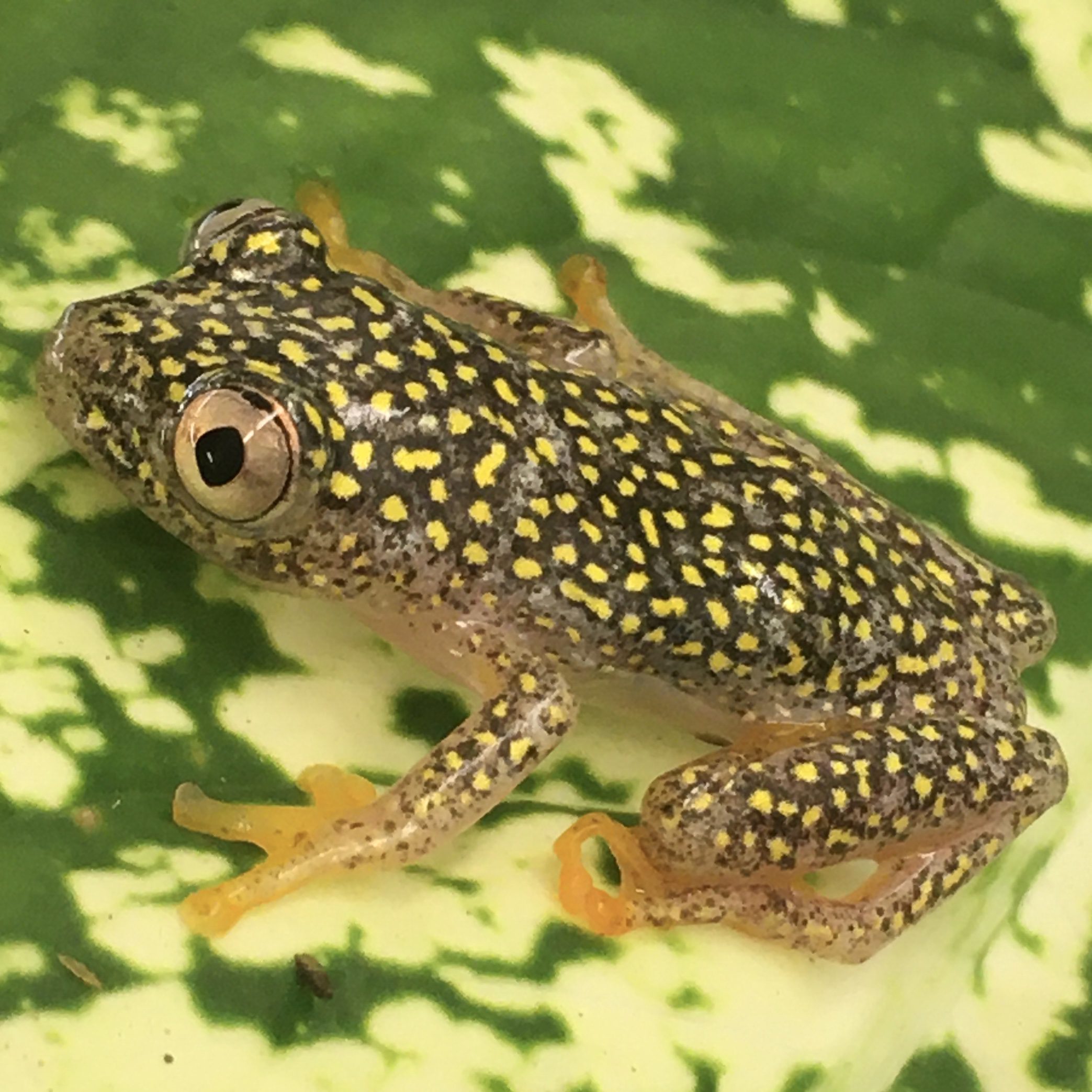 CB Starry Night Reed Frog