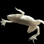 CB Dwarf African Clawed Frog