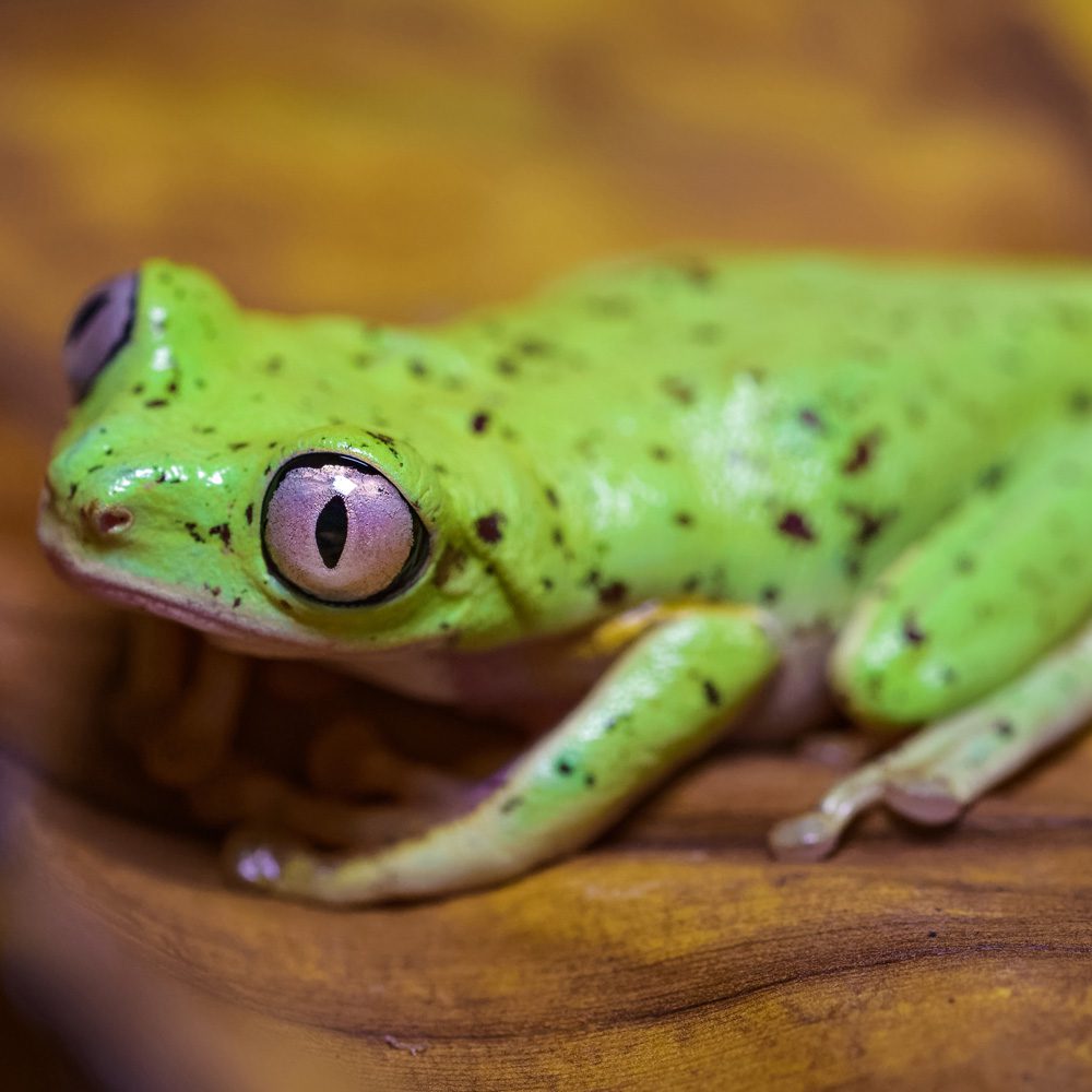 CB Lemur Leaf Frog
