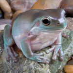 CB 4-7cm Whites Treefrog