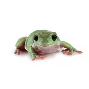 CB Whites Treefrog
