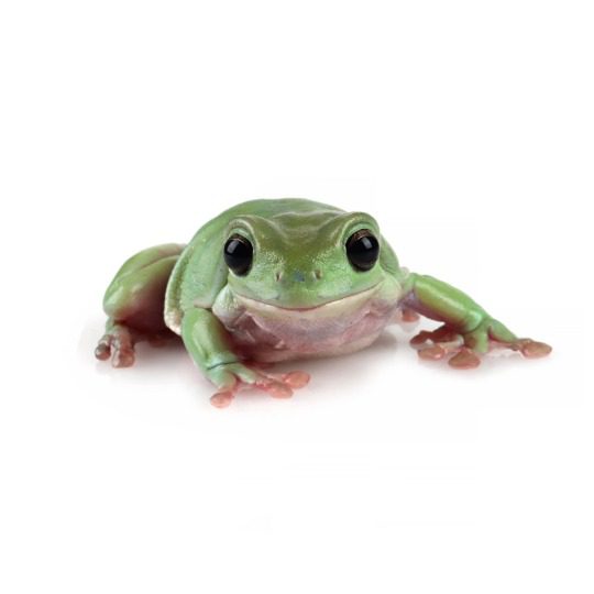 CB Whites Treefrog