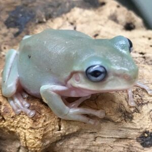 CB Honey Blue Eyed Whites Treefrog *BUNDLE OF 3*