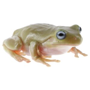 CB Blue-Eyed Whites Tree Frog