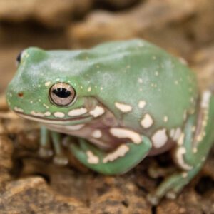 CB High Snowflake  Whites Treefrog
