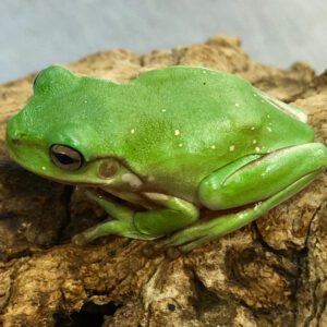 CB Low Snowflake Whites Treefrog