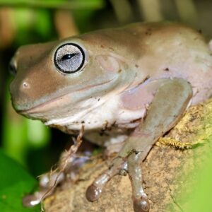CB Honey Blue Eyed Whites Treefrog