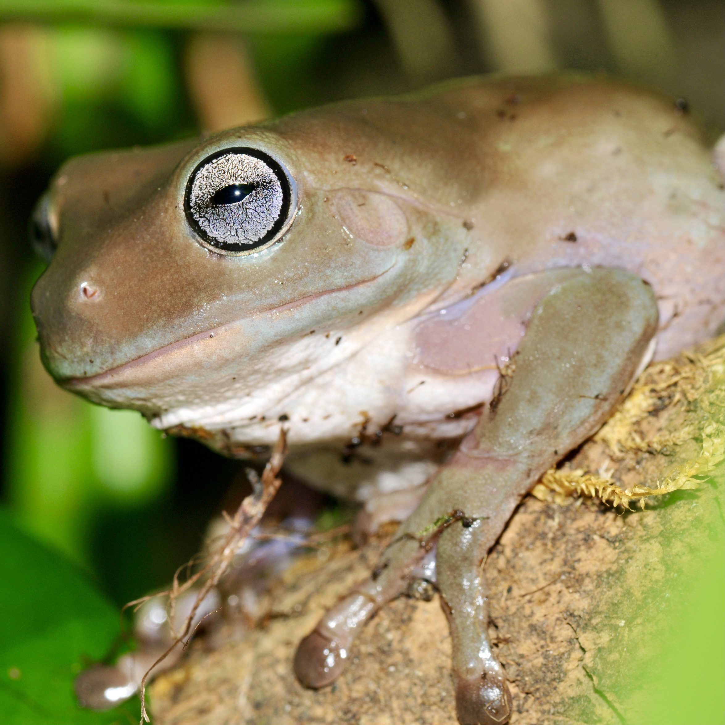 CB Honey Blue Eyed Whites Treefrog