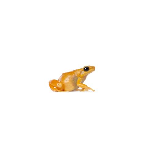 CB Golden Mantella - PB