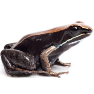 CB Bronze Mantella