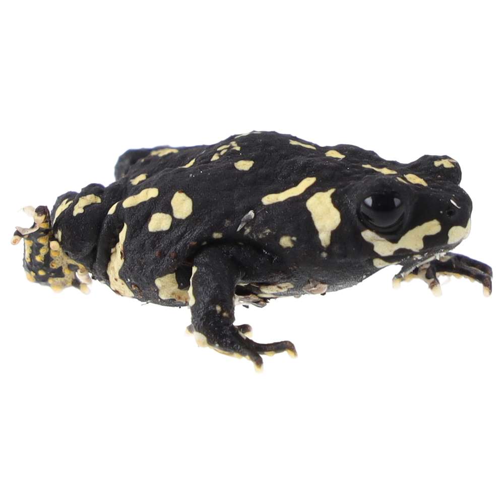 CB Bumble Bee Toad - PB