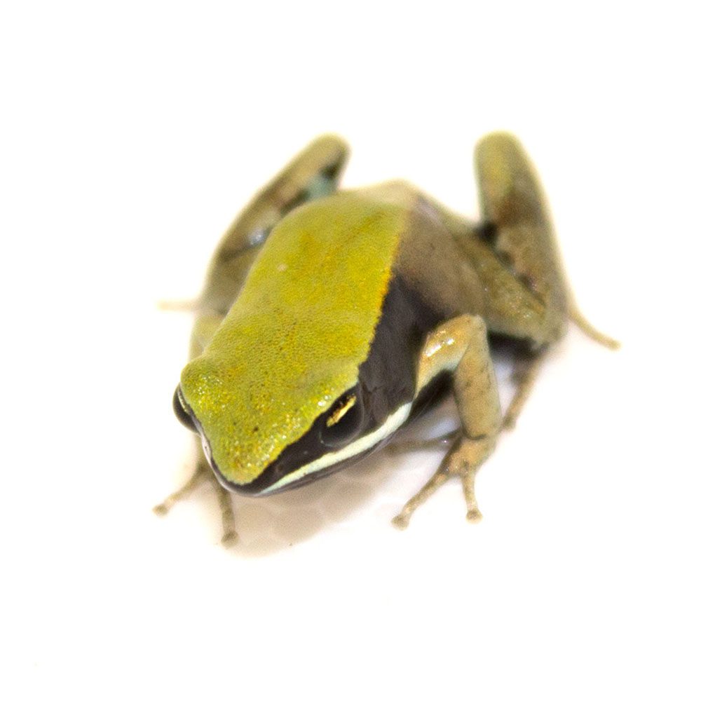 CB Green Mantella