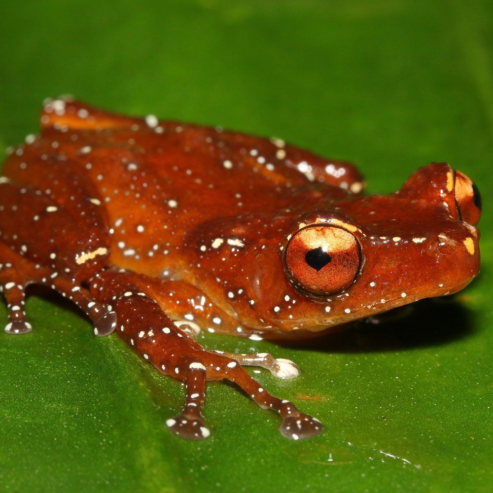 CB Cinnamon Treefrog
