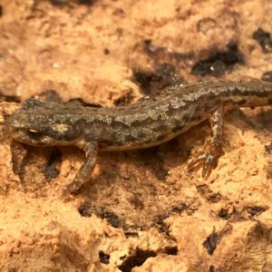 CB Banded Newt