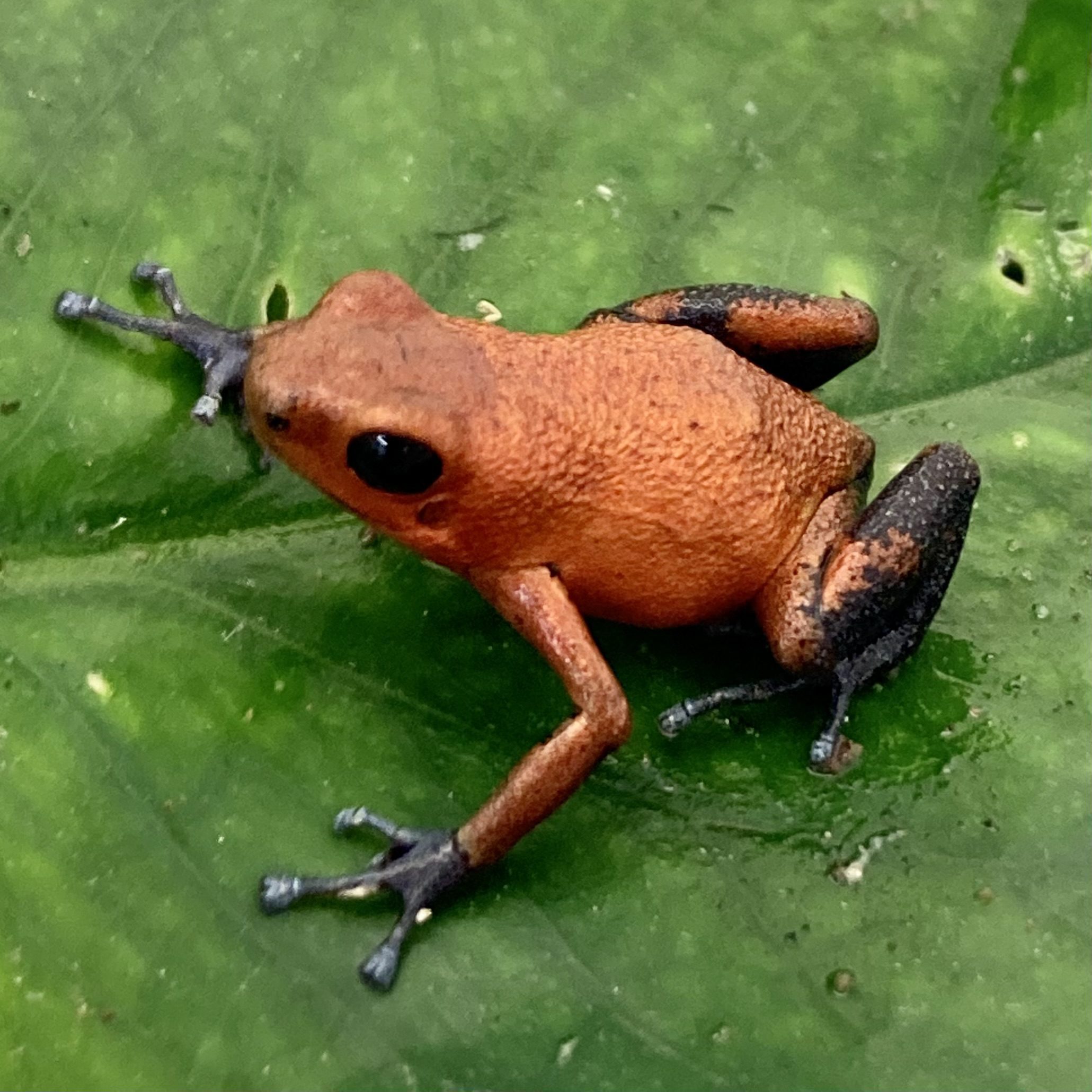 CB Strawberry Poison Arrow Frog 