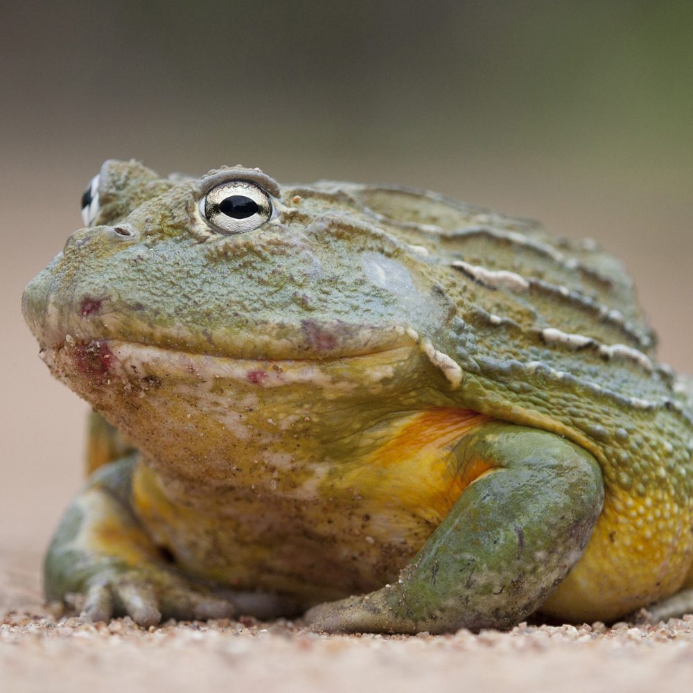 CB Giant African Bullfrog