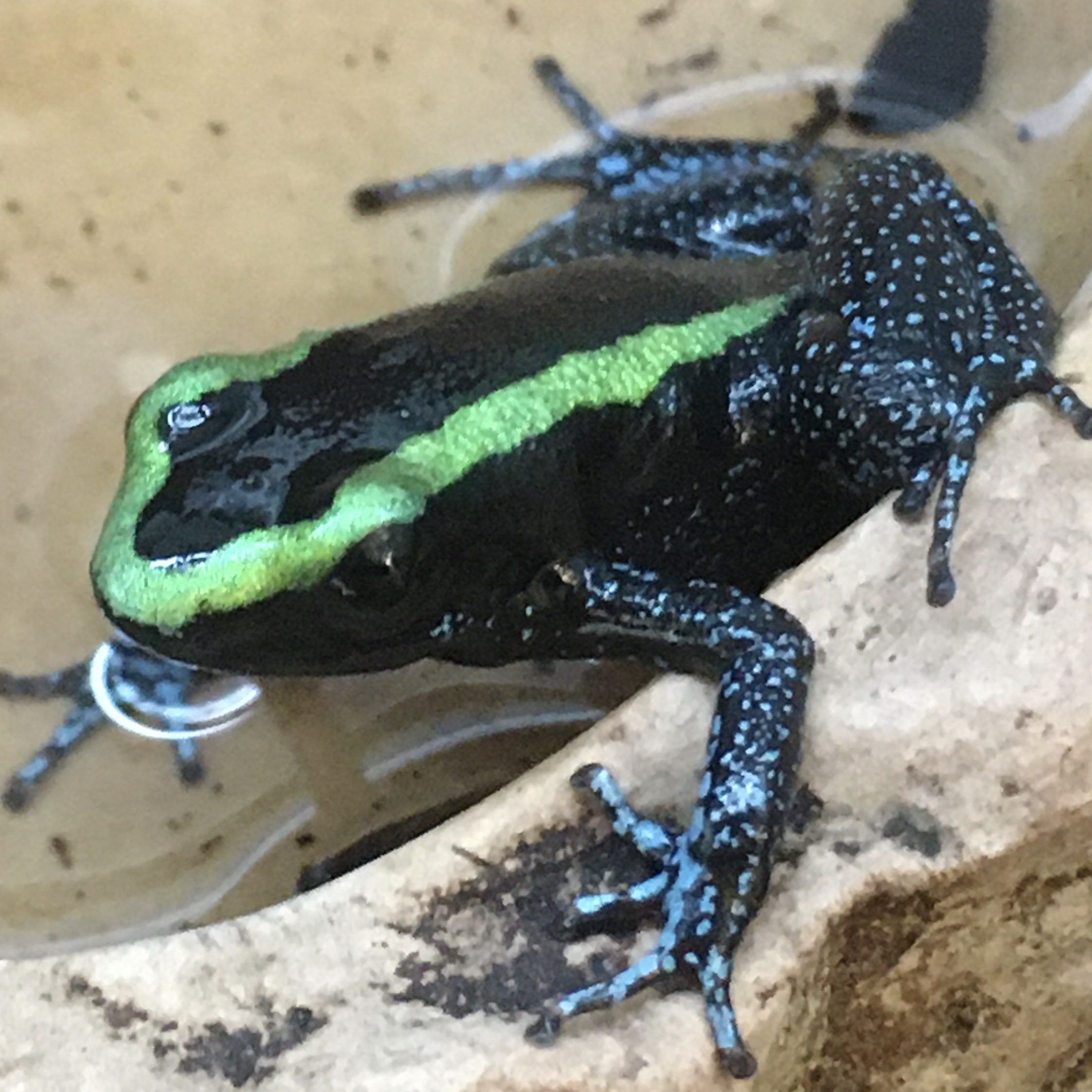 CB Golden Striped Poison Arrow Frog CB Golden Striped Poison Arrow Frog