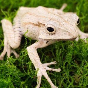 CB File Eared Frog 'Bundle of 3'