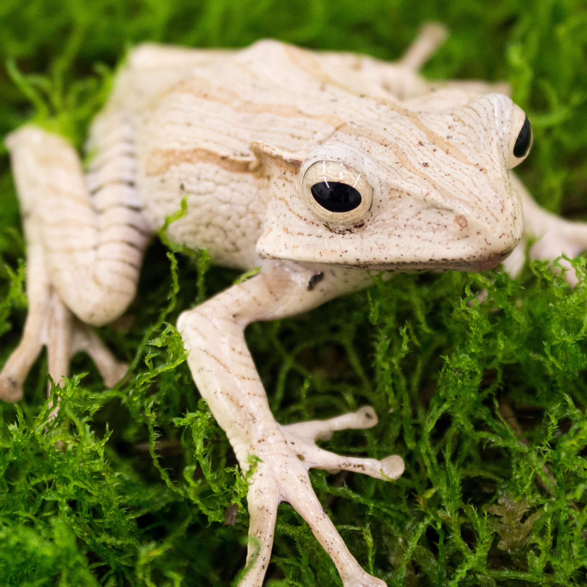 CB File Eared Frog 'Bundle of 3'
