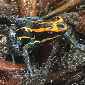 CB Amazonian Poison Arrow Frog