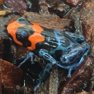 CB Blessed Poison Arrow Frog