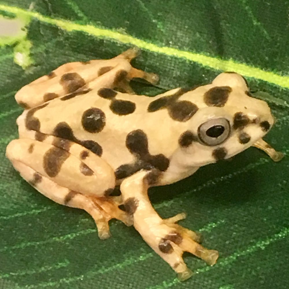 CB Spinybottom Flying Tree Frog CB Spinybottom Flying Tree Frog