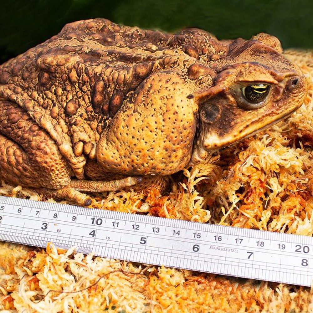 WC Giant Cane Toad XL (Surinam)