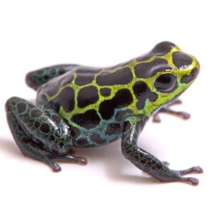 Zimmermans Poison Arrow Frog "Borja Ridge"
