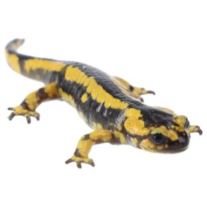 CB Bernardezi's Fire Salamander