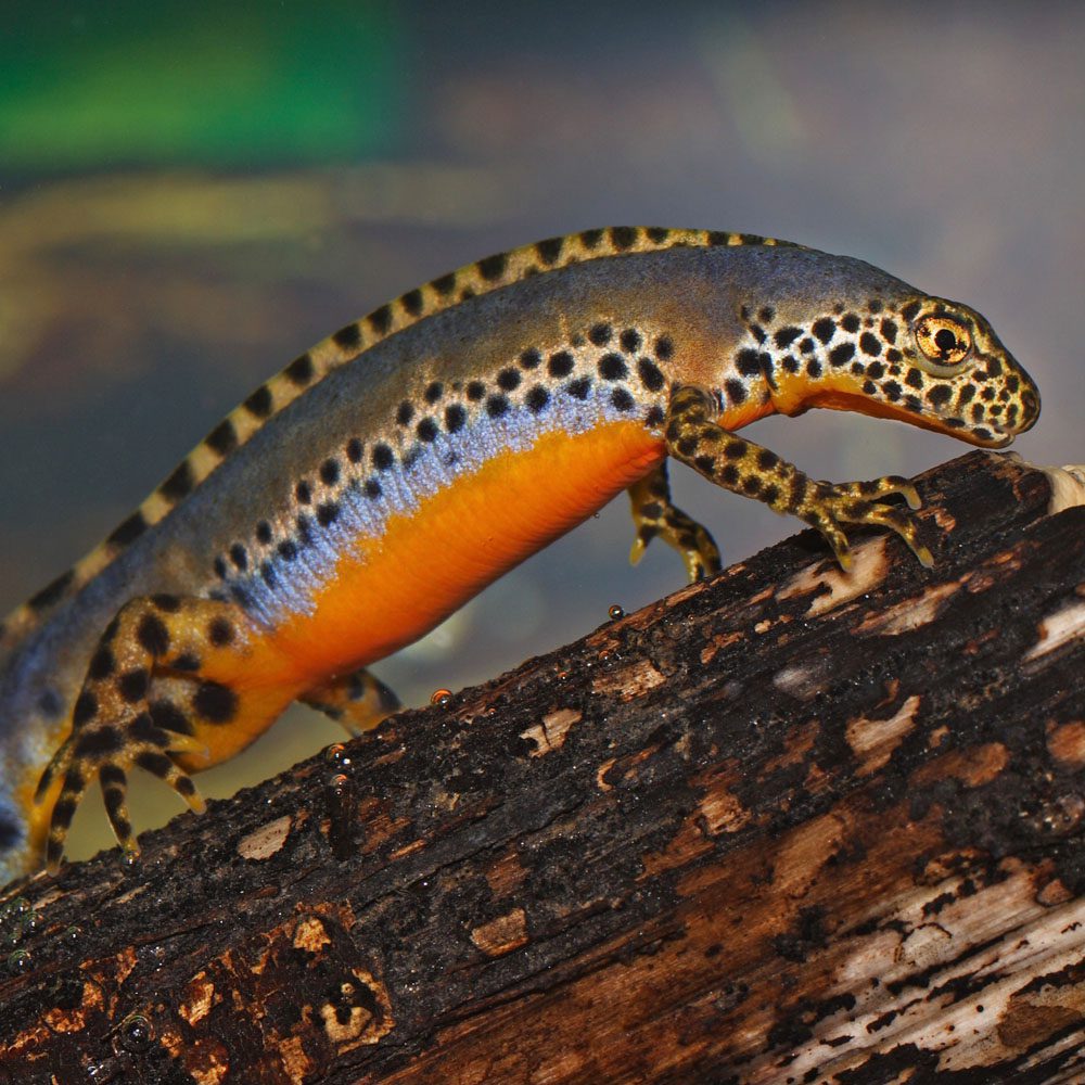 CB PAIR Adult Alpine Newt