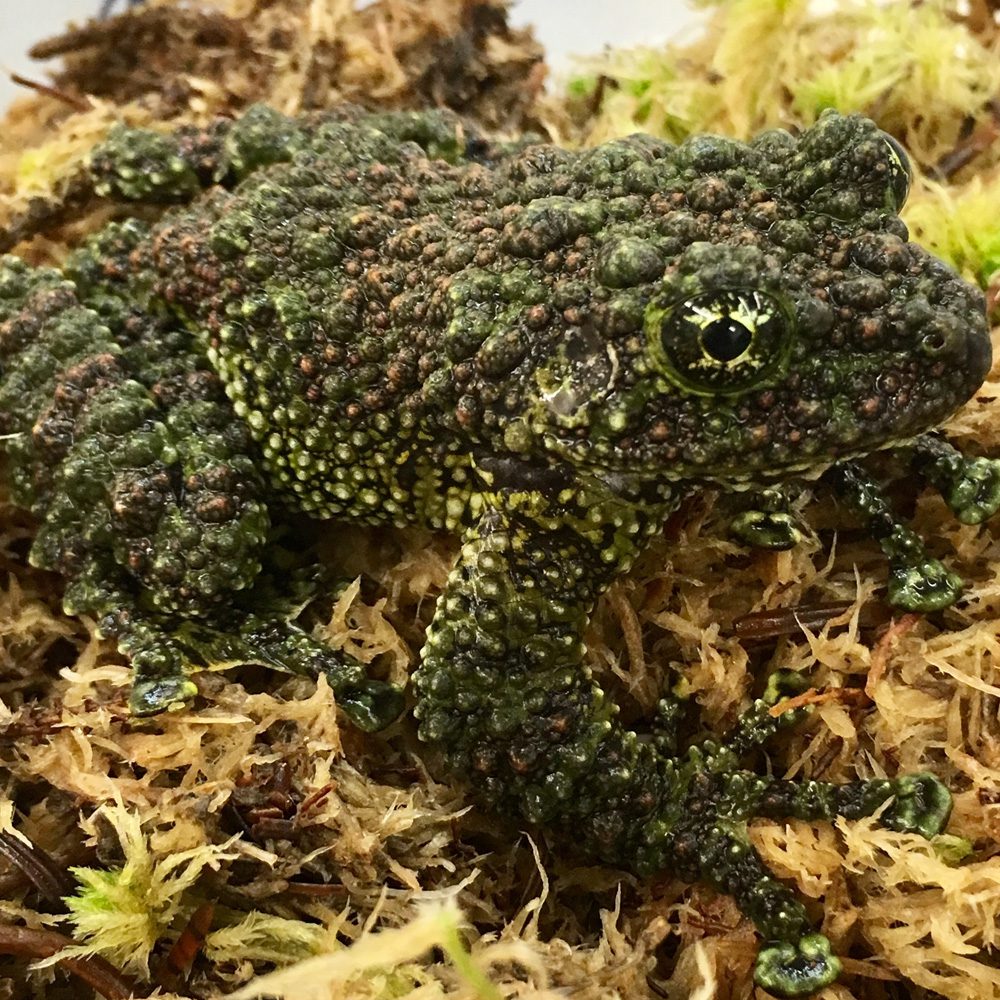 CB Vietnamese Mossy Frog